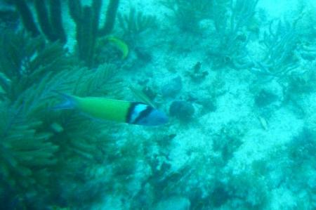 Fish in Crystal River